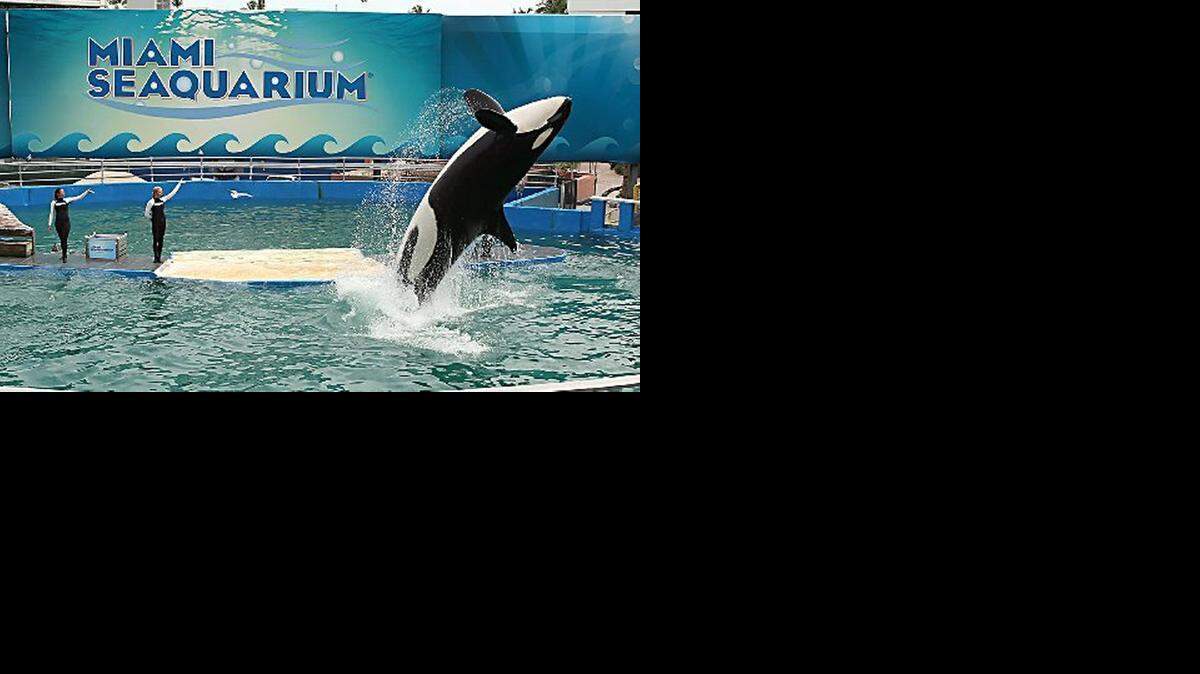
Activists are in federal court in Miami on Tuesday challenging whether Lolita’s tank at the Miami Seaquarium meets federal standards. 
