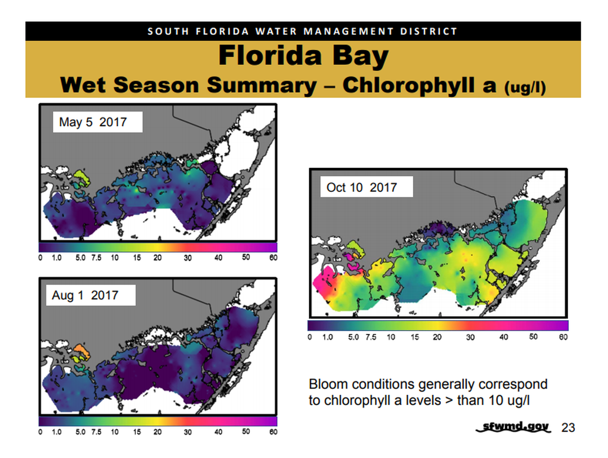 Elevated levels of chlorophyll, the green material found in algae, have been found across large swaths of Florida Bay.