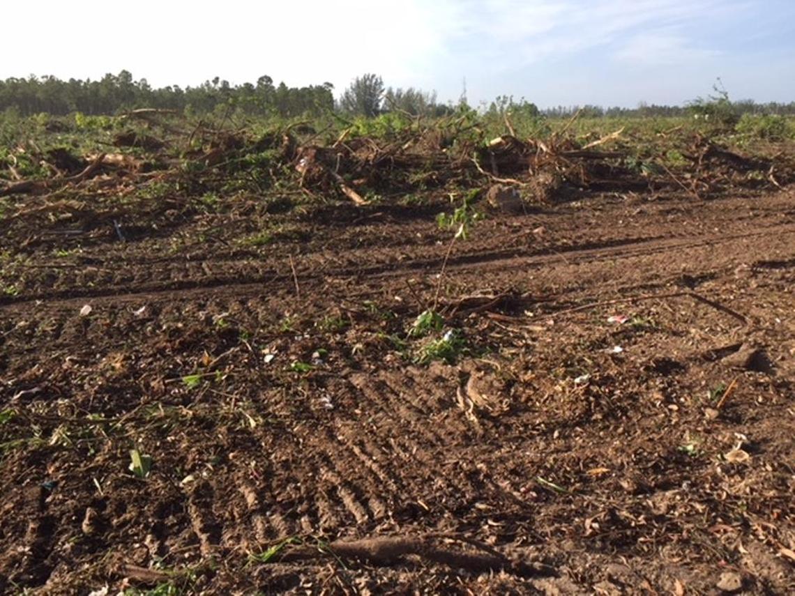 In December, before environmentalists could obtain a temporary restraining order days after the U.S. Fish and Wildlife Service approved a conservation plan, the developer cleared more than 30 acres.