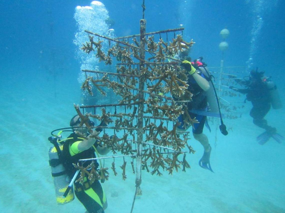 Enrique Mercado and his son Enrique ‘Jacobo’ Mercado trim branches from coral in a nursery that they later transplanted on off Key Biscayne as part of a Rescue a Reef dive earlier this month.