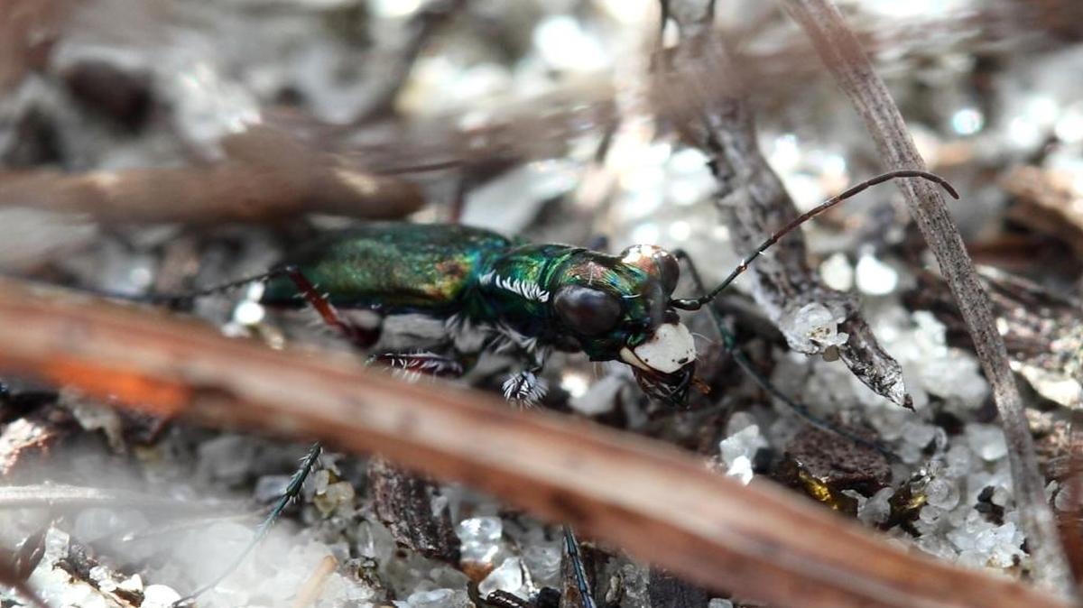 The U.S. Fish and Wildlife Service is considering adding the rare Miami tiger beetle, now found only in Miami-Dade County, to the endangered species list.