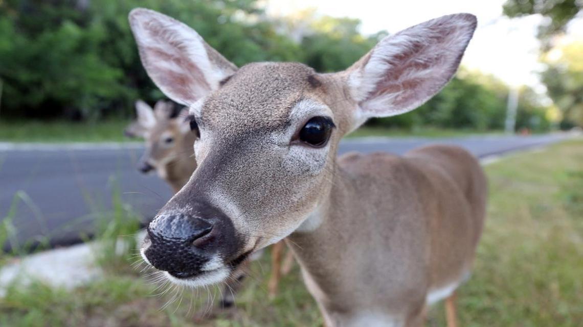Federal wildlife managers have begun building an enclosure across several acres of the National Key Deer Refuge in Big Pine Key. If the number of deer battling an outbreak of New World screwworm climbs too high, they will begin fencing healthy deer to save the herd.