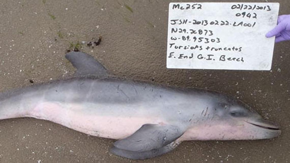 National Oceanic and Atmospheric Administration researchers say a spike in baby dolphin deaths in the Gulf of Mexico in 2011 was caused by the BP oil spill.