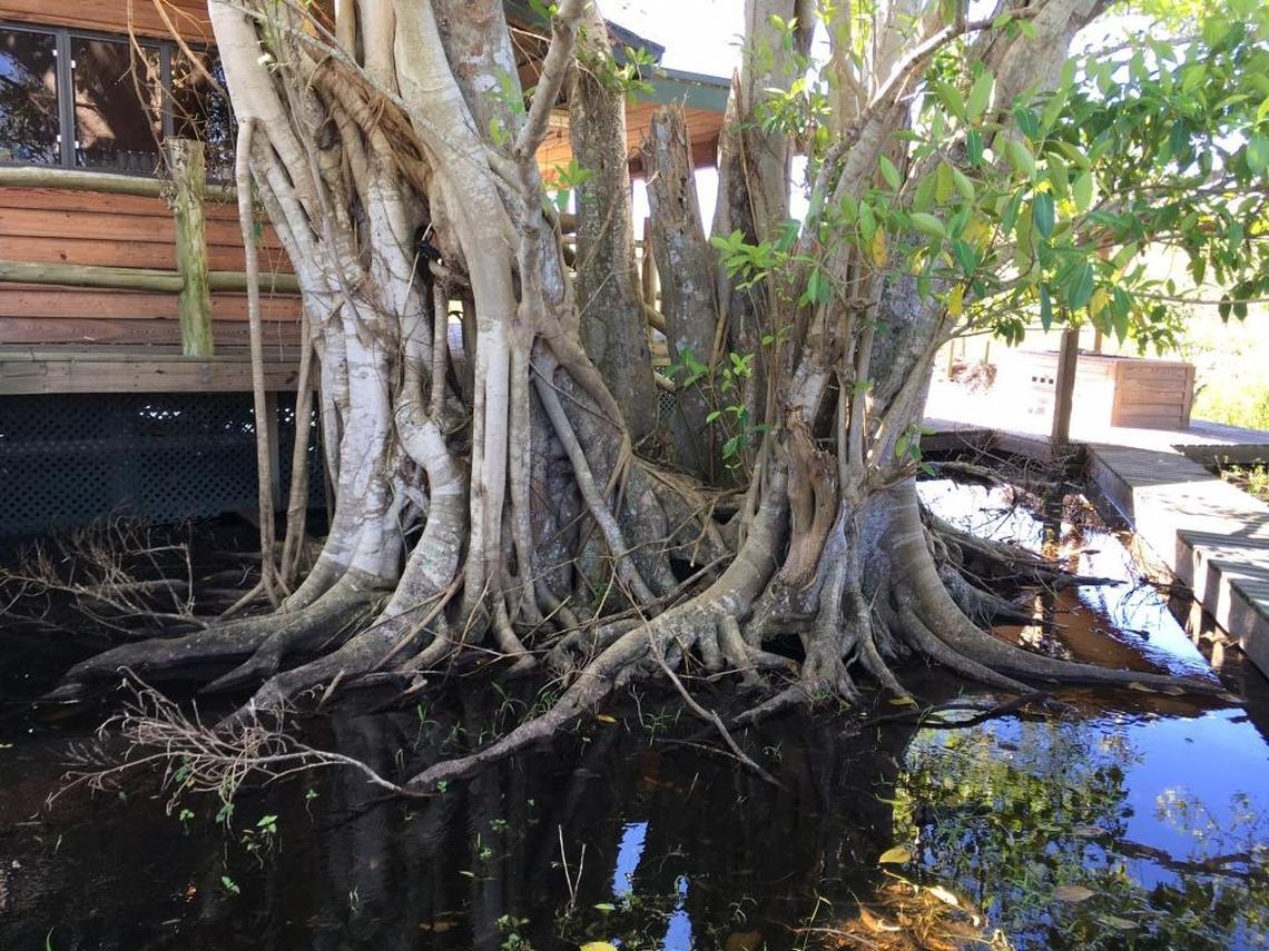 Water has completely submerged an Everglades hunting camp belonging to Florida Fish and Wildlife Conservation Commissioner Ron Bergeron. Weeks of flooding are now threatening to wipe out wildlife and kill tree islands.