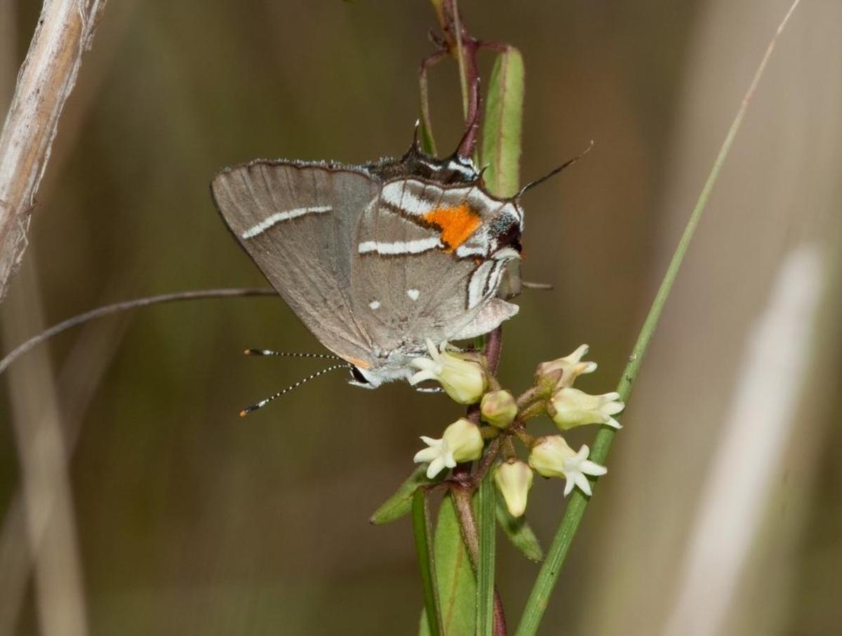 The Bartram’s hairstreak butterfly is one of two endangered butterflies that live in pineland.