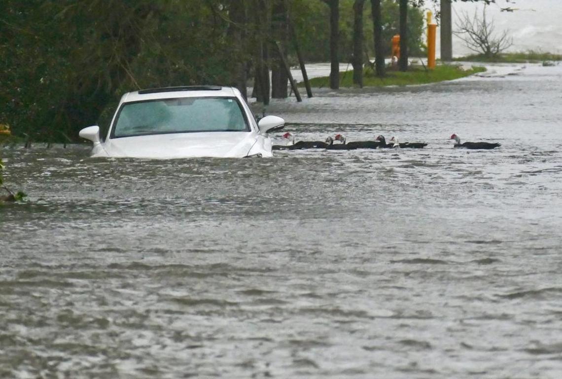 Ducks float past a stranded car in a flood after storm surge from Hurricane Irma in 2017 pushed baywater into residential streets in Miami’s Edgewater neighborhood.