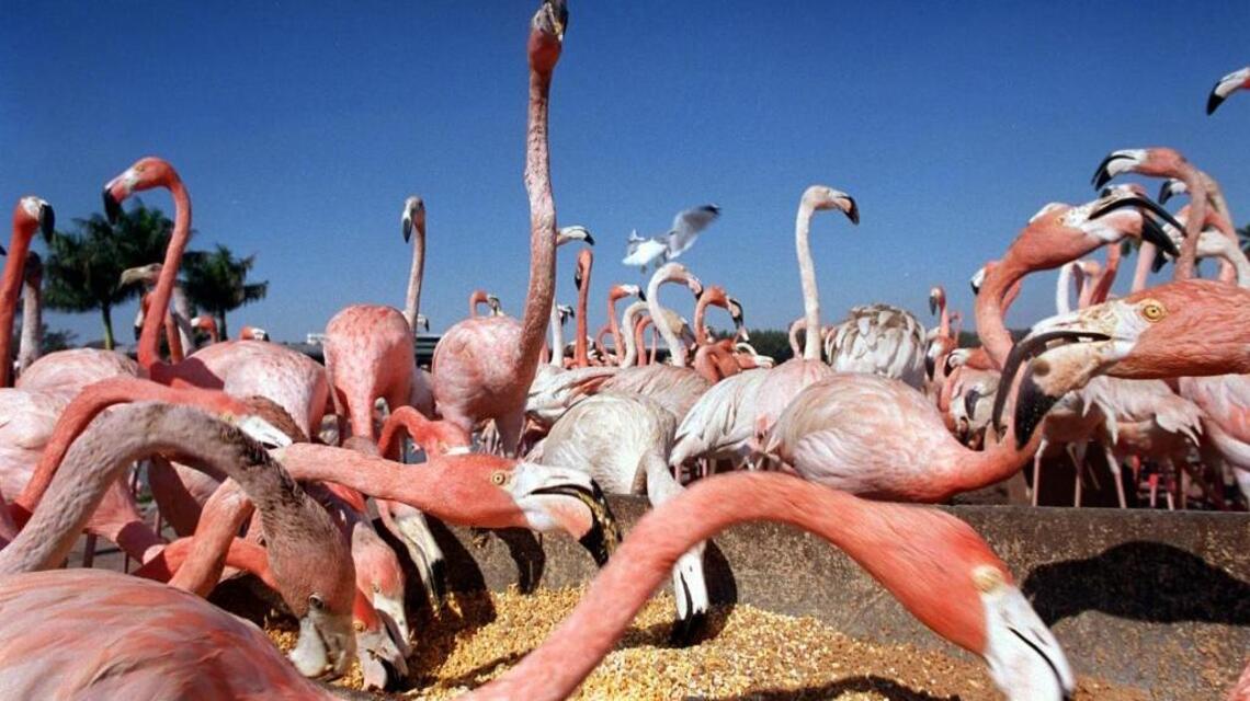 Demos al flamenco su reconocimiento. Legisladores de la Florida deberían designarlo nuestra ave estatal