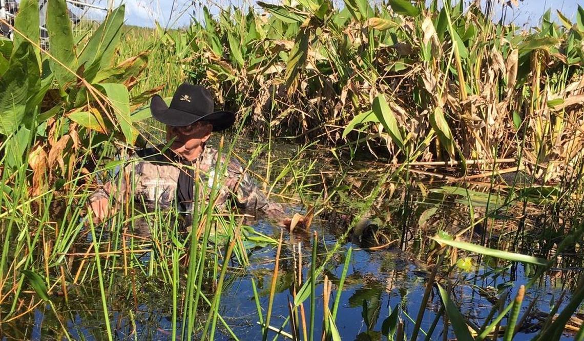 Florida Fish and Wildlife Conservation Commissioner Ron Bergeron stood in chest deep water Friday to show how water has risen even higher since June, when a record-breaking week of rain sent levels soaring.