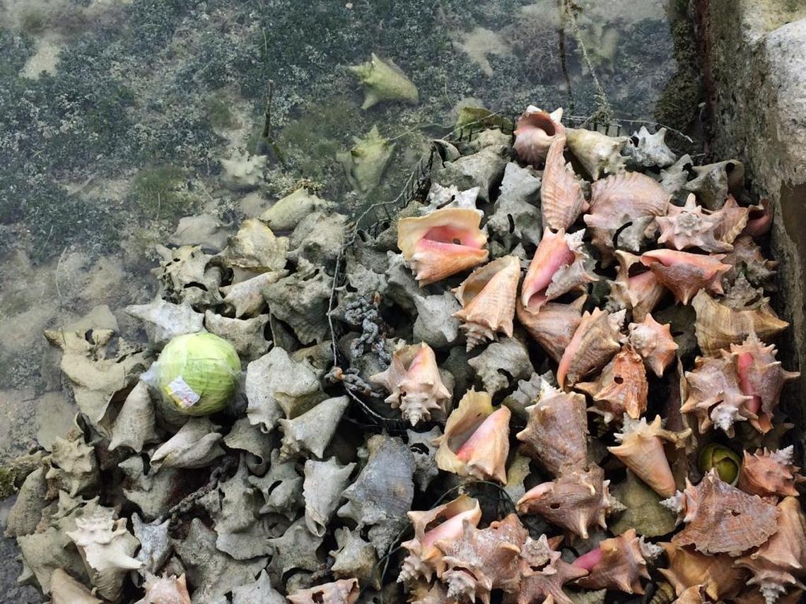 Discarded shells from harvested conch pile up under a dock near Eleuthera last year.