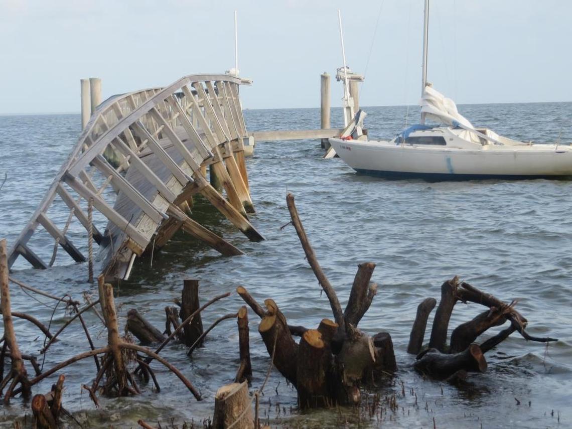 Under state law, mangroves cannot be cut without a permit that strictly limits how they are trimmed to ensure their survival. This picture was taken after Hurricane Irma damaged a dock and boardwalk winding through mangroves.