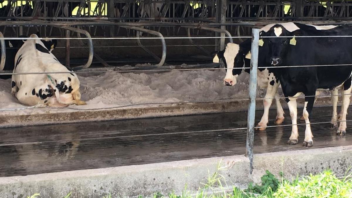 At Woody Larson’s Okeechobee dairy farm, cows spend their days in an open-sided barn where fans and sprinklers keep them cool and a sandy “beach” provides a place to rest.