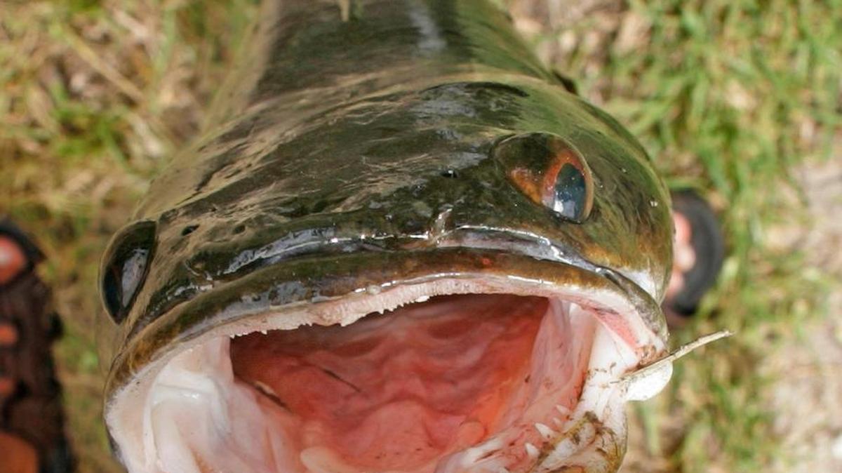 Asian bullseye snakeheads, a razor-toothed freshwater fish that eats almost anything, was first found in a Broward County canal and has since spread to southern Palm Beach County. State wildlife biologists are trying to keep it from spreading into the Everglades.