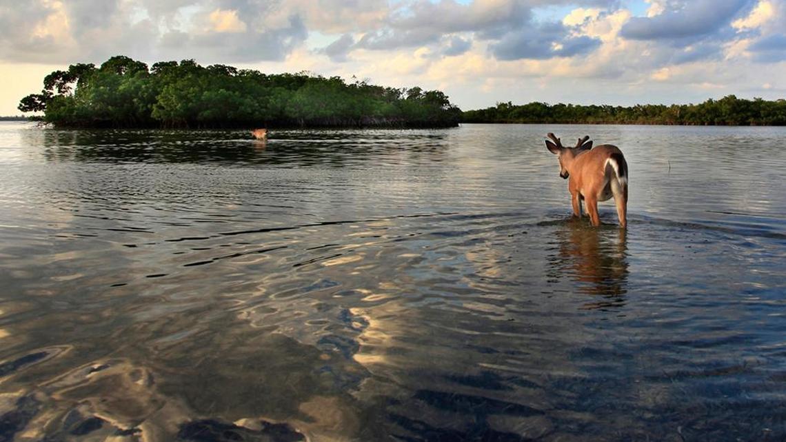 Valerie Preziosi shot this image behind her house as Toro waded to a mangrove island. The picture was chosen as one of the top 100 photographs in the Nature Conservancy’s popular photo contest this year.
