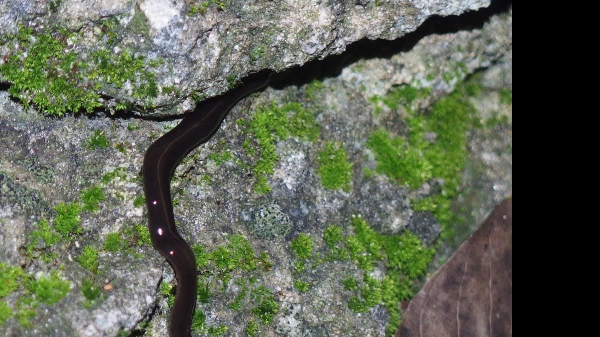 
Makiri Sei, a staff scientist at the Academy of Natural Sciences in Philadelphia, was looking for rare tropical snails at Montgomery Botanical Garden before dawn when she discovered this New Guinea flatworm in August 2014.
