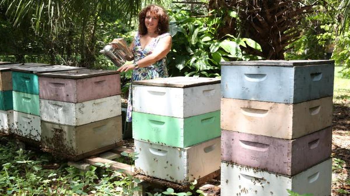
Marcie Davis with her bee hives in her backyard, Monday, Sept. 8, 2014. Marcie Davis heard the state had changed a law to allow backyard bee hives, she decided to become a "foster mother" and contacted a registered beekeeper to put hives on our one-acre lot near Killian High School. Davis had kept bee hives with her family, but after her son left and she got divorced gave it up. But within a year, a county code inspector issued her a violation for breaking county ordinances by having 10-12 hives, twice the number allowed by the county. Davis now finds herself in the middle of a growing legal fight.
