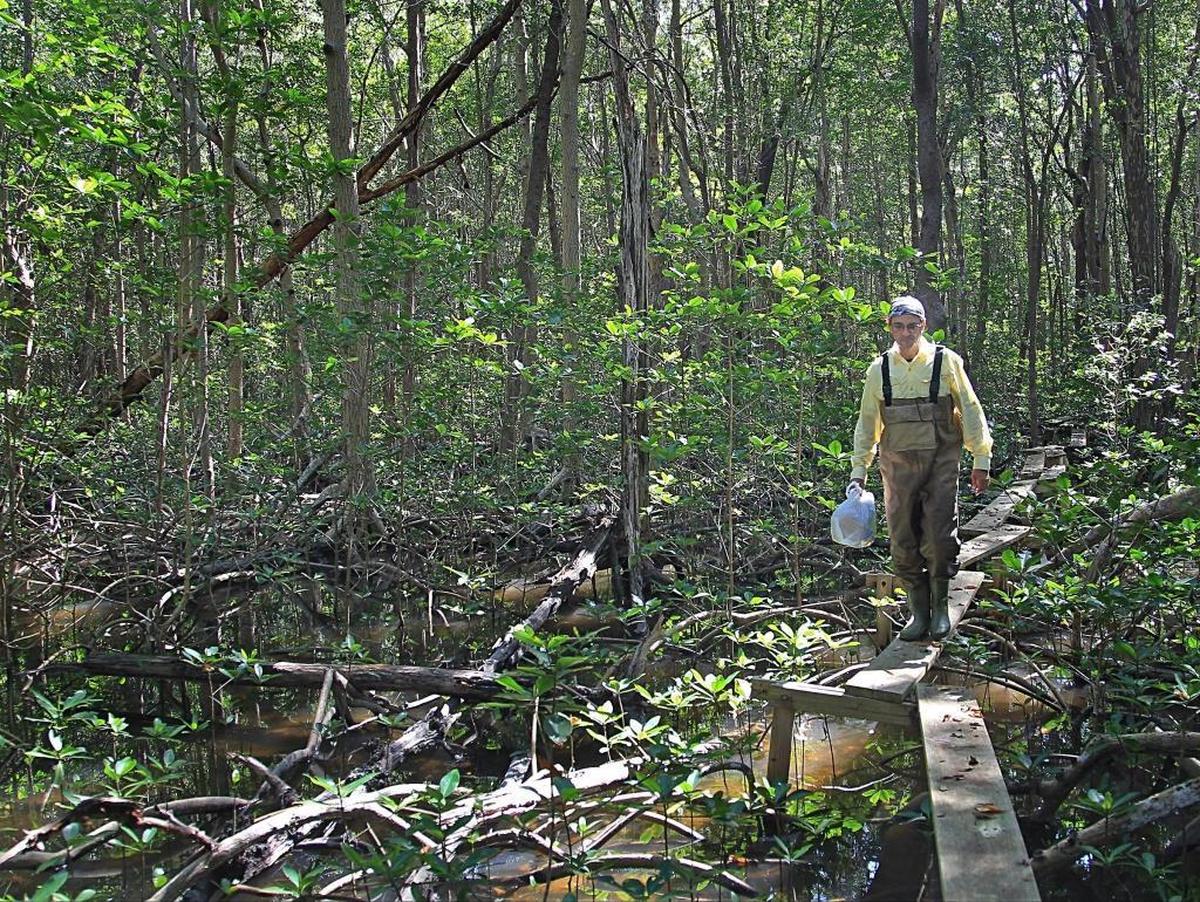 Florida International University wetland ecologist Rafael Travieso is part of a team that has been studying water quality in Shark River where the lack of freshwater over the decades is starting to change the towering mangrove forests.