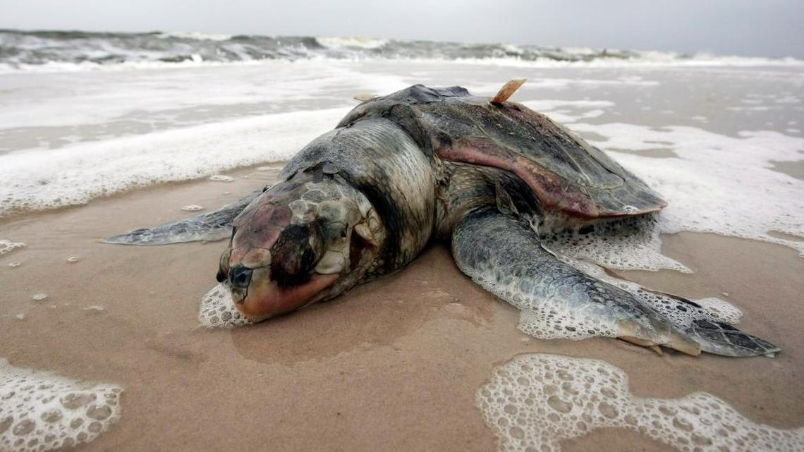 A dead sea turtle was found on a Mississippi beach a month after the 2010 BP oil spill. University of Miami researchers now say the number of young turtles impacted by the spill may be far higher than previously thought.