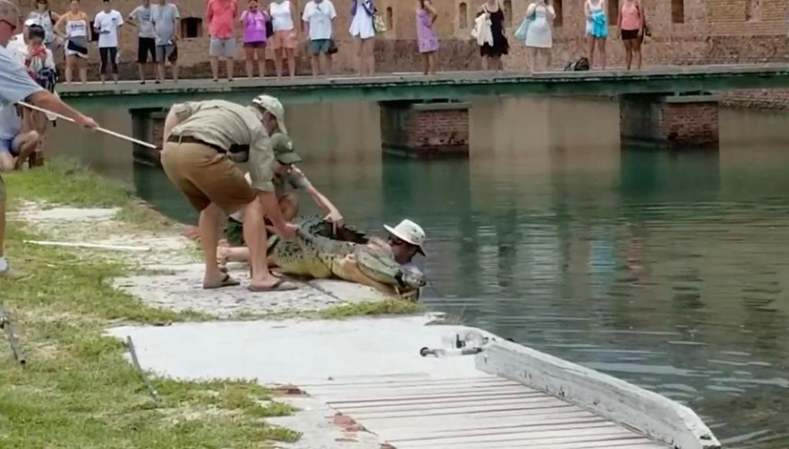 Staffers with Dry Tortugas National Park, assisted by state wildlife experts, pull a crocodile that had lived in the waters near Fort Jefferson for some 14 years from the fort’s moat. The reptile, the lone croc in the Dry Tortugas, some 70 miles west of Key West, was relocated to Everglades National Park.