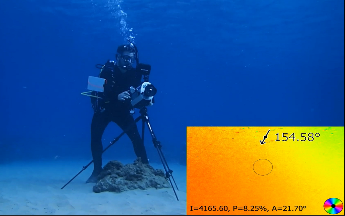 Using polarization to detect the way light moves through water, an idea inspired by the mantis shrimp, researchers have created an underwater GPS system. The small cameras could also be used to better understand why whales beach themselves and to more quickly locate sunken ships or planes lost at sea.