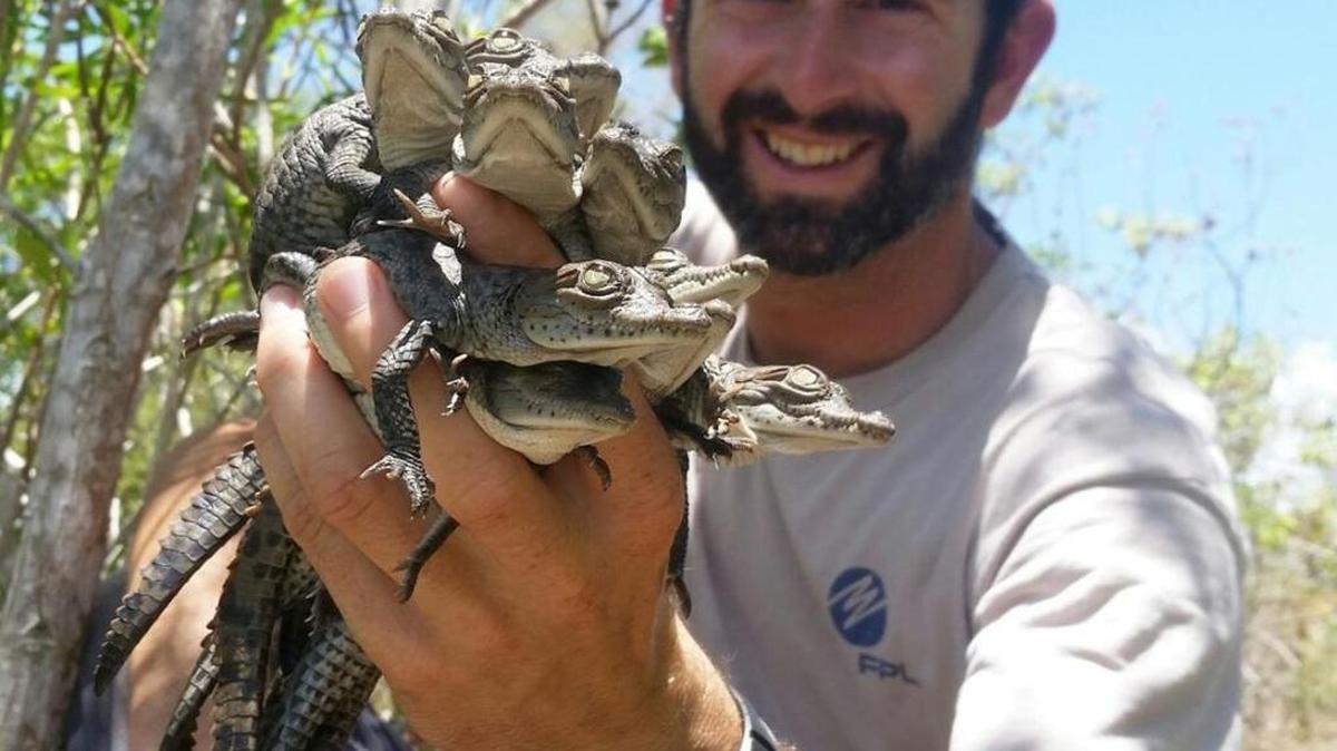 FPL crocodile Biologist Mario Aldecoa holds hatchlings found around Turkey Point’s 6,700-acre cooling canals.