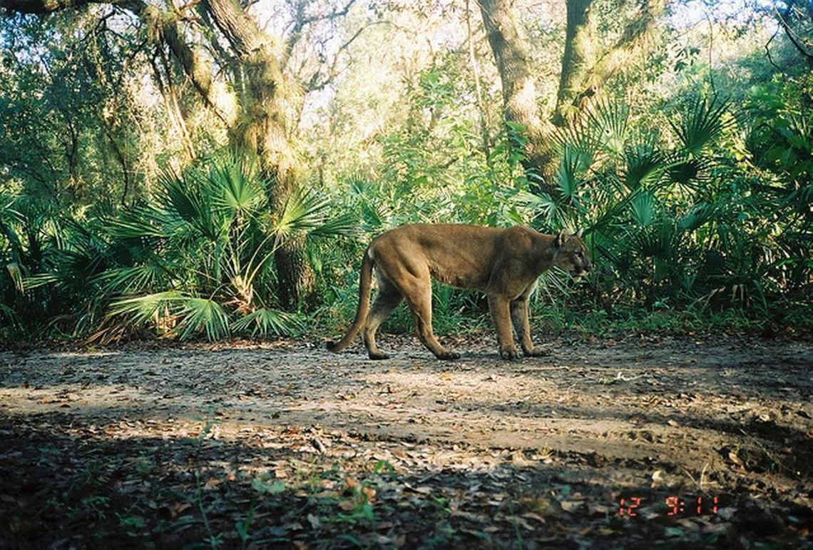 A male panther in the wild.