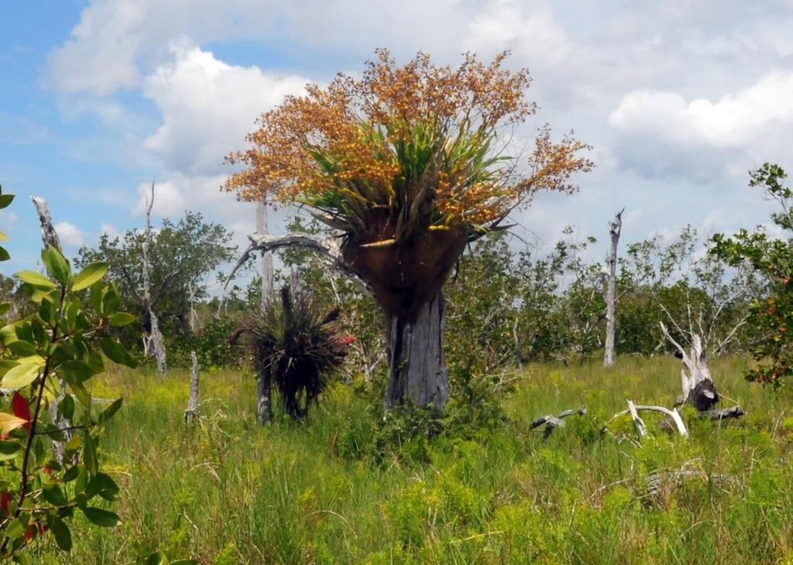 Botanist and author Roger Hammer photographed a massive cowhorn orchid in 2016. In September, Hurricane Irma toppled the prized specimen.