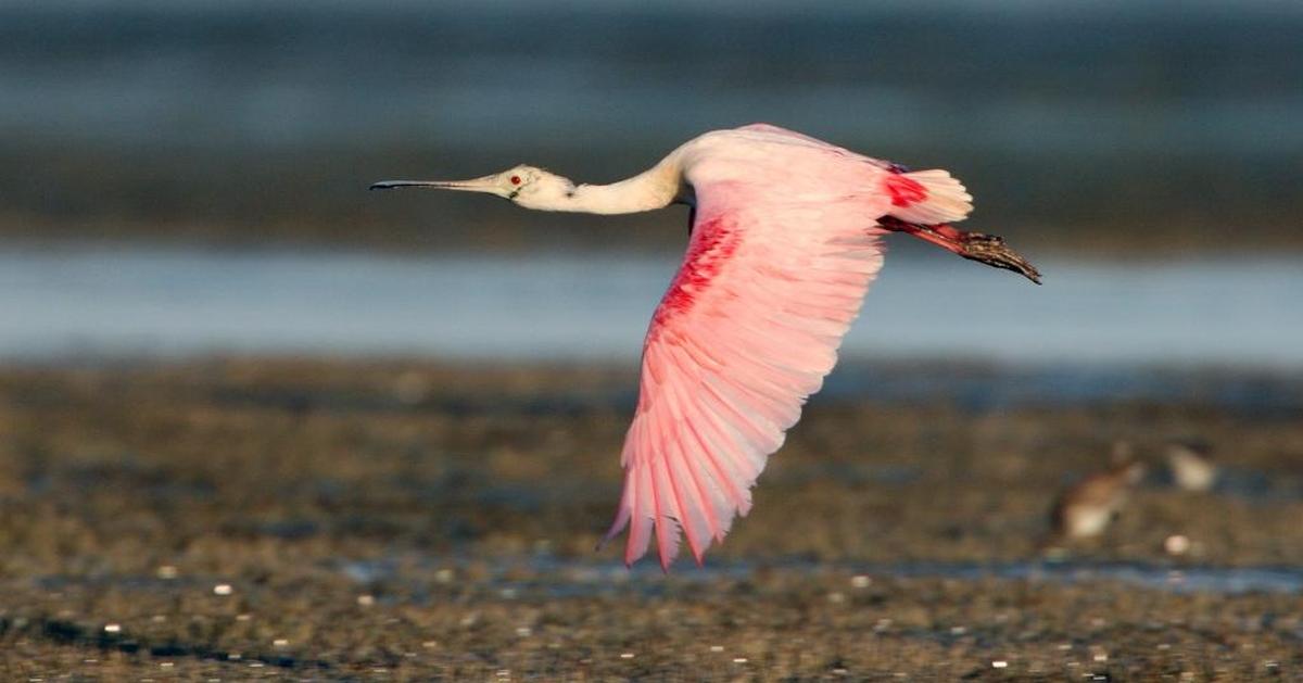 Roseate spoonbills, the iconic pink birds that John James Audubon said were once so numerous in Florida Bay that the air “was darkened by whistling wings,” now mostly nest farther north, although several colonies can still be found at Paurotis Pond and Madeira Bay.