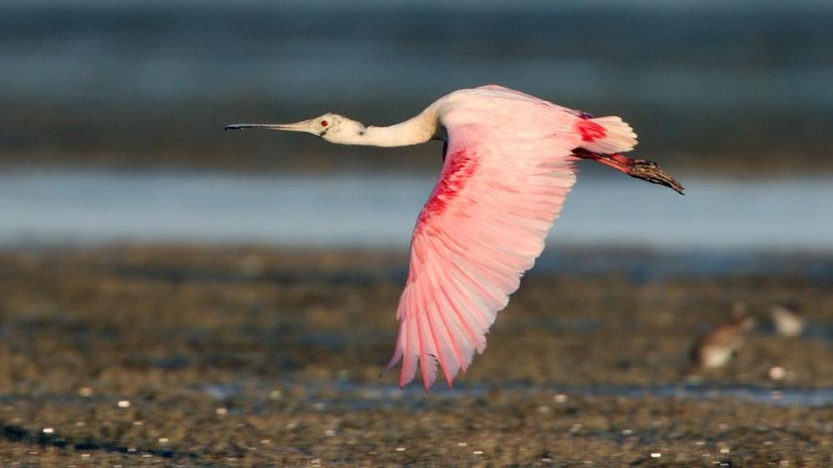 Roseate spoonbills, the iconic pink birds that John James Audubon said were once so numerous in Florida Bay that the air “was darkened by whistling wings,” now mostly nest farther north, although several colonies can still be found at Paurotis Pond and Madeira Bay.