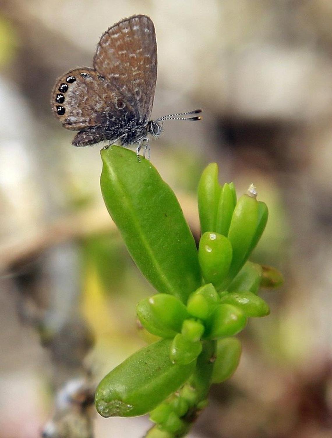 An Eastern pygmy blue butterfly, about as big as a fingernail, rests on its host plant, a saltwort, in an Everglades National Park prairie. Dozens of butterflies danced across a prairie filled with the plants this week.