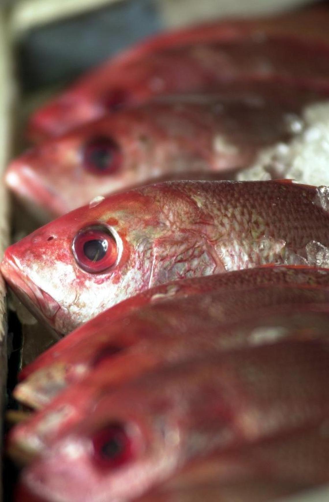 In the mid 1980s, overfishing caused the population of the red snapper in the Gulf of Mexico to become unsustainable, leading to a recovery plan and strict fishing limits. Fishermen now argue higher catch numbers indicate a solid rebound. A new study is expected to provide a more accurate assessment.