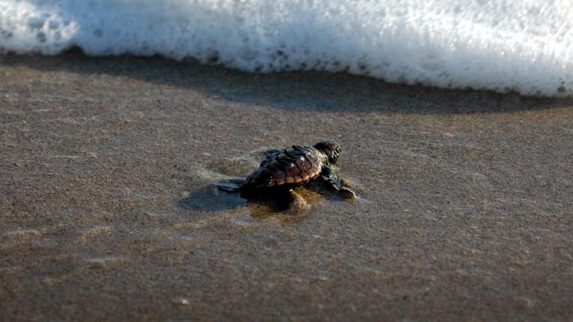 A lone baby loggerhead heads to the ocean from a Broward Beach. Only out of about a thousand survive to adulthood.