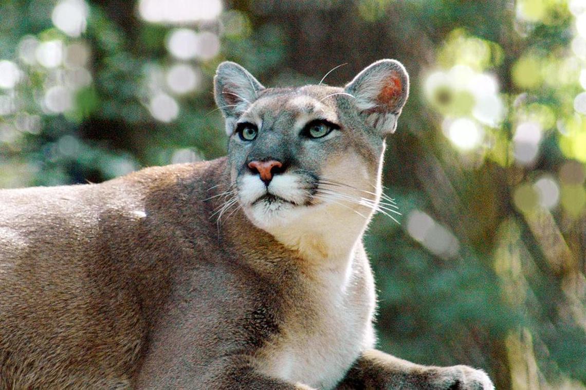 An adult panther perched in a tree.