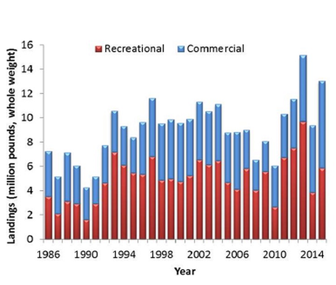 Each year, the amount of red snapper caught in the Gulf of Mexico is limited to keep the population stable. The amount is divided between recreational and commercial fishermen, who can only fish offshore in federal waters.