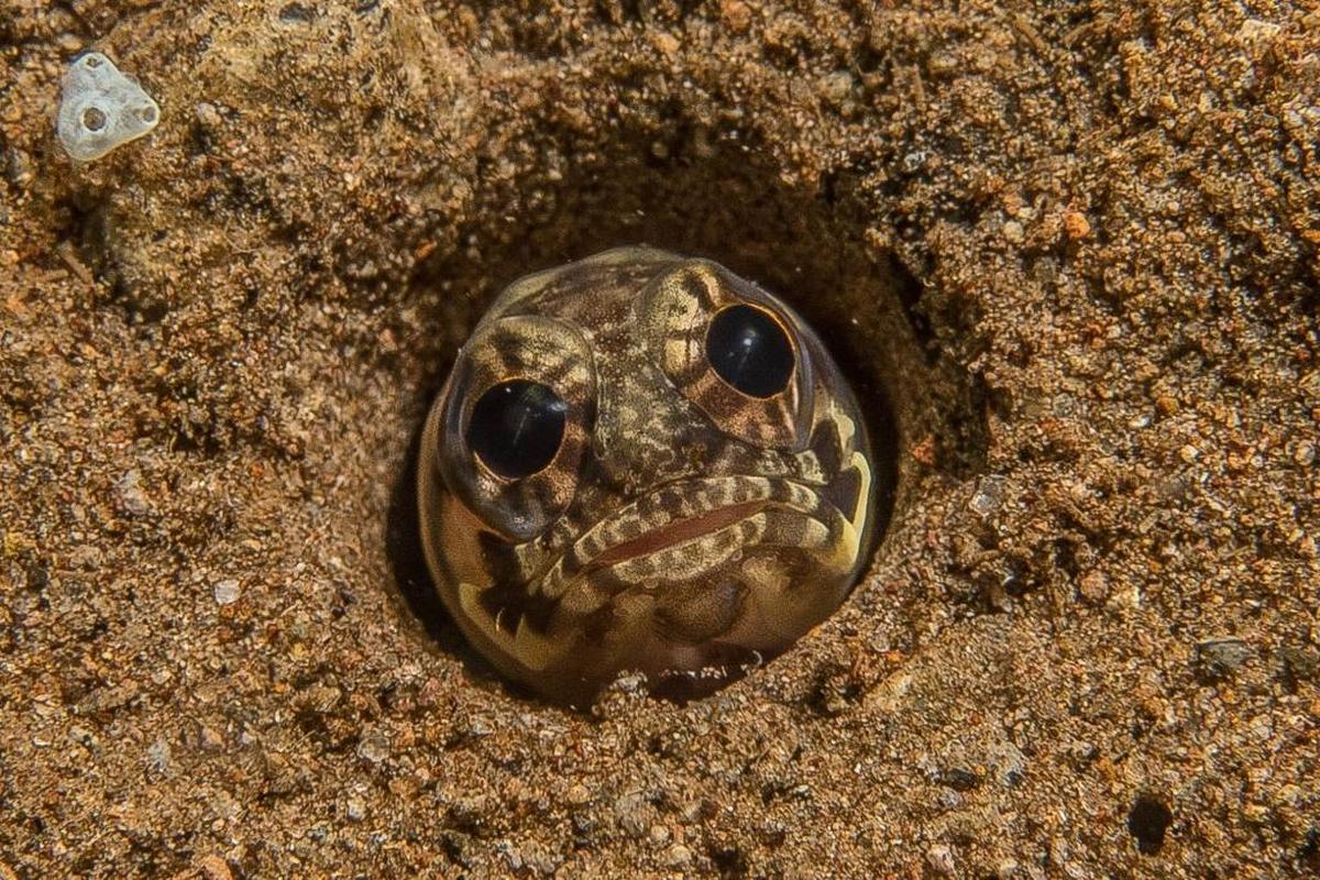1st place, portrait: A jawfish in the Philippines.