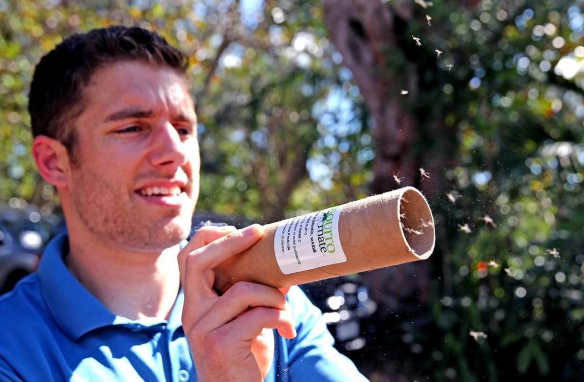 Patrick Kelly, field manager for Mosquito Mate, releases about a thousand mosquitoes near Brewer Park in South Miami. A field trial will be conducted in the city’s Twin Lakes neighborhood this mosquito season to test the effectiveness of controlling wild mosquitoes by releasing males infected with a bacteria that interrupts breeding.