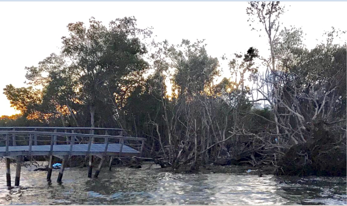 A neighbor shot this photograph of the trees shortly after Hurricane Irma struck but before workers began clearing trees.