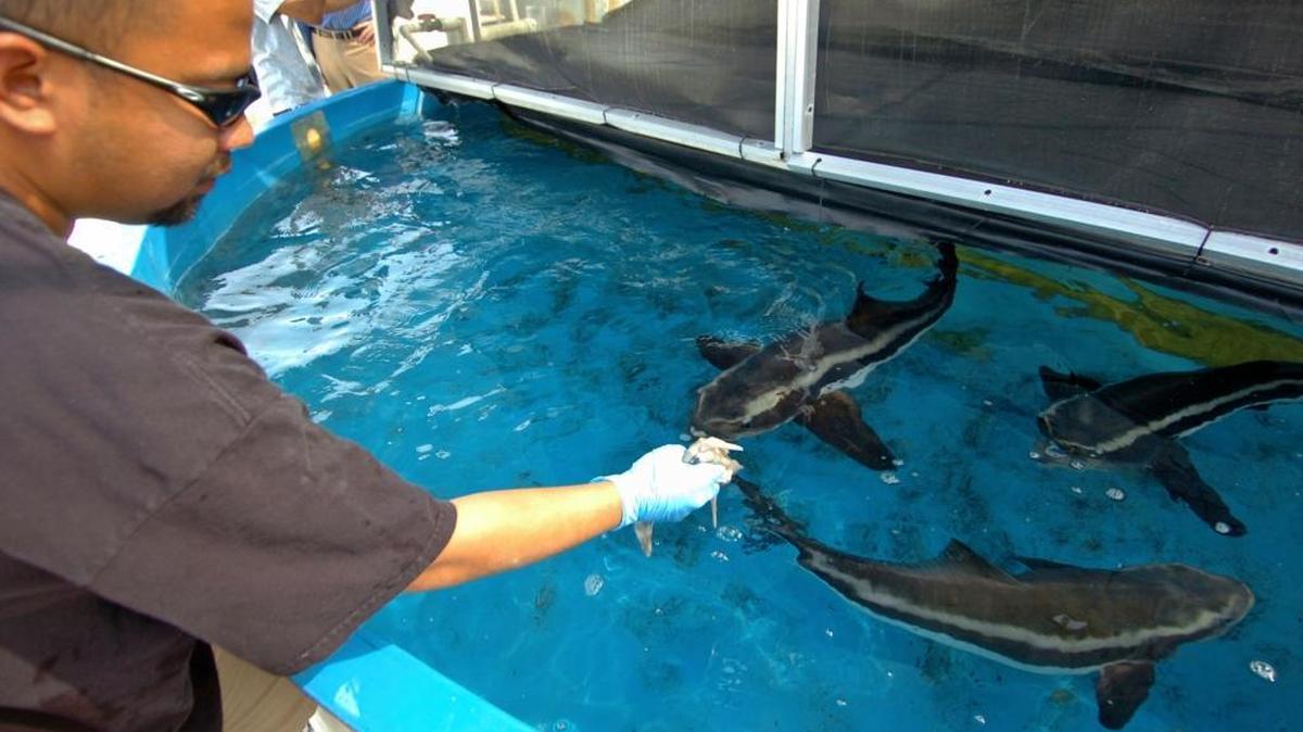 Joint research efforts between NOAA and the University of Miami’s Rosensteil School of Marine and Atmospheric Science have included looking at fisheries, including cobia which were raised as part of an aquaculture project.
