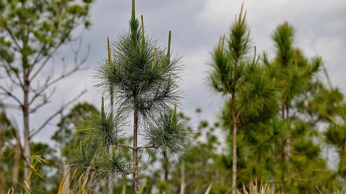 New pines grow among old at Larry and Penny Thompson Park, a pineland that was nearly destroyed by Hurricane Andrew and restored by Miami-Dade County.