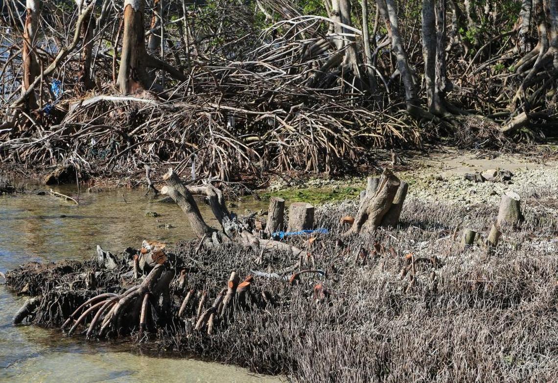 Workers cut mangroves in the days after Hurricane Irma without getting approval from county environment regulators. The property owners’ attorney said that the work was allowed under Gov. Rick Scott’s emergency order on the removal of debris.