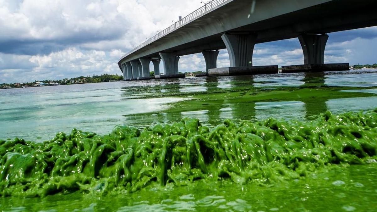 Proposed EPA cuts would eliminate more than $11 million Florida has received over the last five years to keep estuaries like the Indian River Lagoon — which suffered a toxic algae bloom last year — clean.