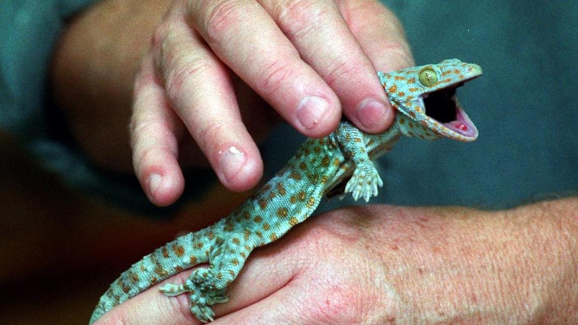 
The tokay gecko was one of 14 invasive lizards and geckos used to predict where invasive reptiles are more likely to spread in Florida. 
