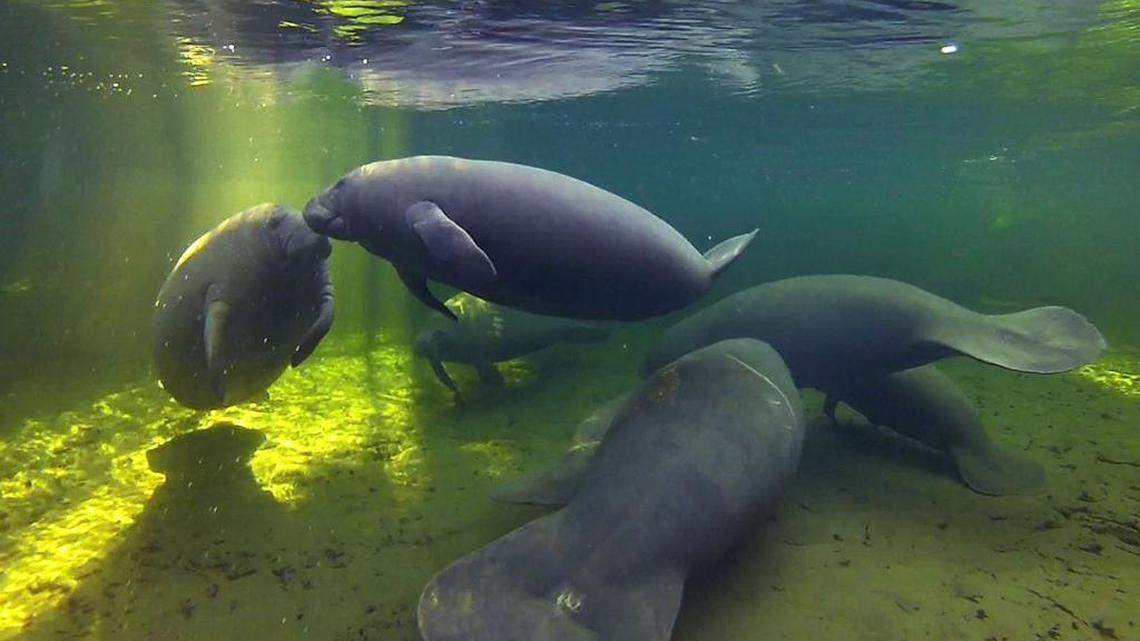 Manatees take refuge in warm waters in Blue Springs near Orlando in 2012.