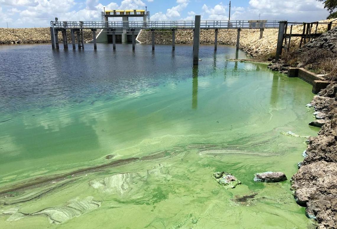Blue-green algae spread through a canal in western Palm Beach County in 2016. Fertilizer containing phosphorus and nitrogen can trigger the blooms, prompting many cities and counties in Florida to issue “fertilizer blackouts” during rainy summer seasons when conditions can worsen.