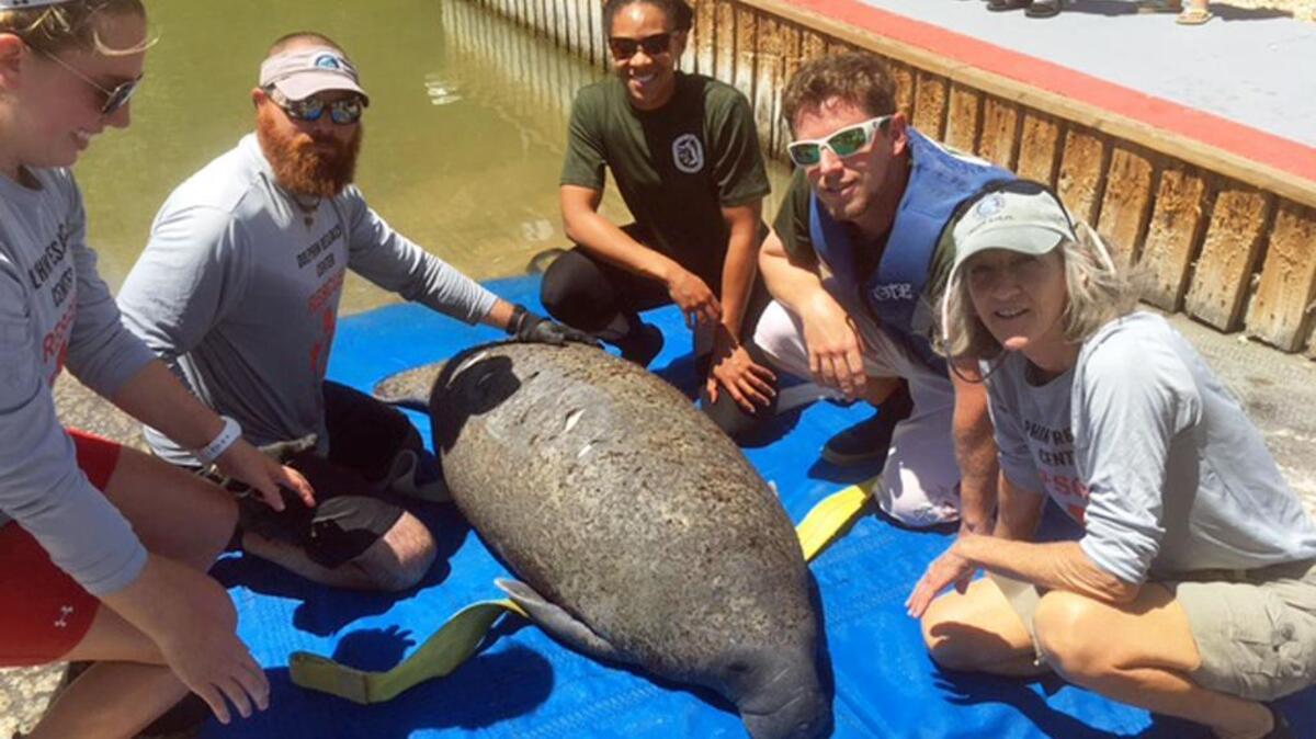 Florida Fish and Wildlife Conservation Commission officials and Dolphin Research Center staff gather with a manatee calf they rescued off Key Largo because it was struck by a boat’s propeller.