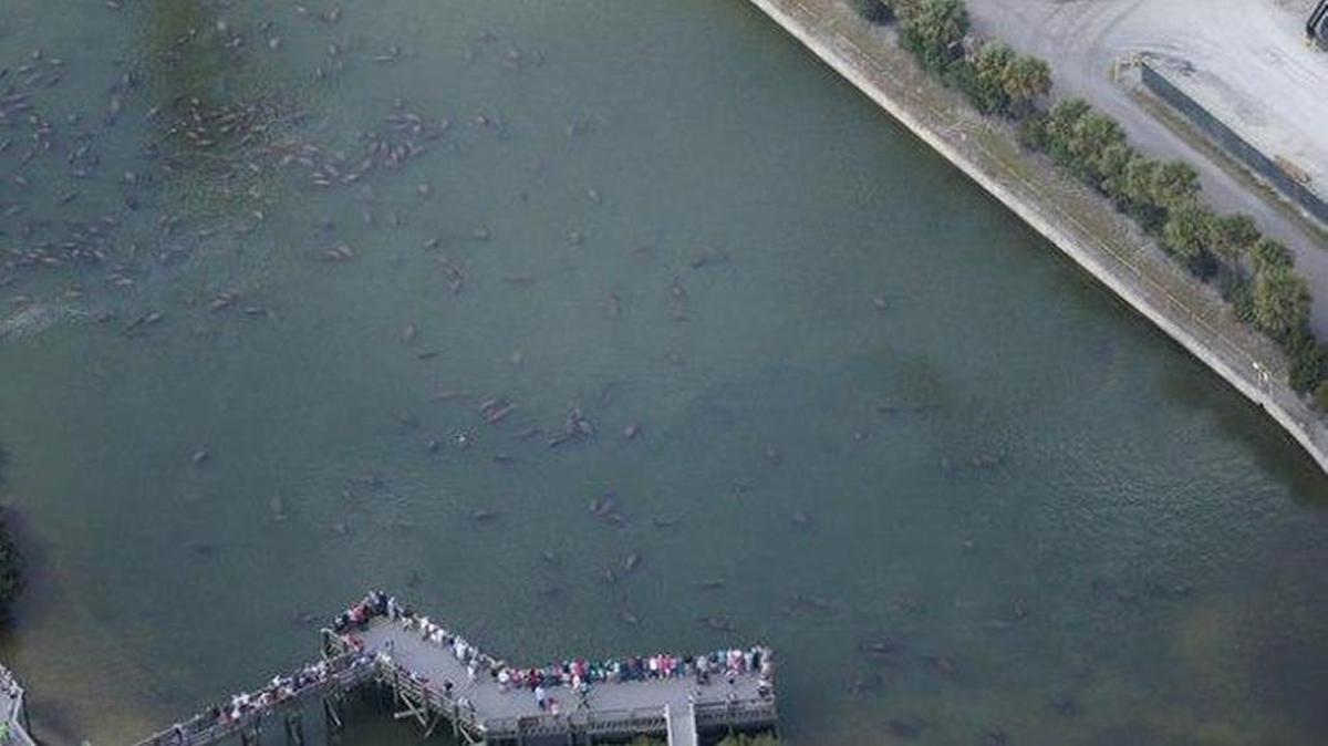 A herd of manatees photographed last year in Miami.