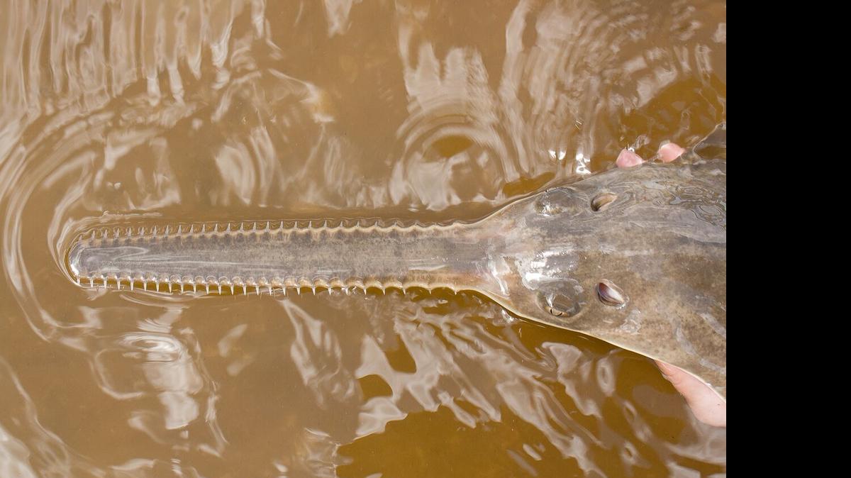 
Juvenile smalltooth sawfish in the Charlotte Harbor estuary near the Peace River.
