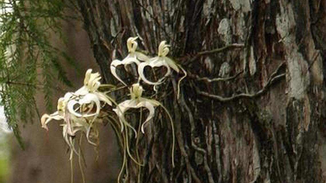 
A rare ghost orchid (Polyrrhiza lindenii) grows in an old cypress tree at the Corkscrew Swamp Sanctuary in Naples, Fla.
