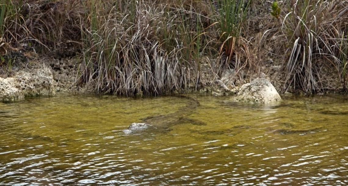 The cooling canals that sit beside Biscayne Bay provide habitat for nesting crocodiles and are credited with helping revive the endangered crocs in Florida.