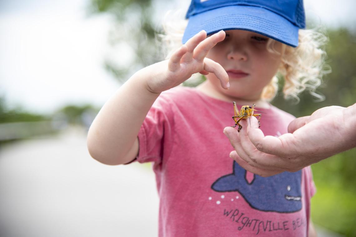 Henry Tonsmeire, 2, pokes at a lubber grasshopper held by his mother, Elizabeth Tonsmeire during a visit to the Anhinga Trail in the Everglades National Park earlier this month..