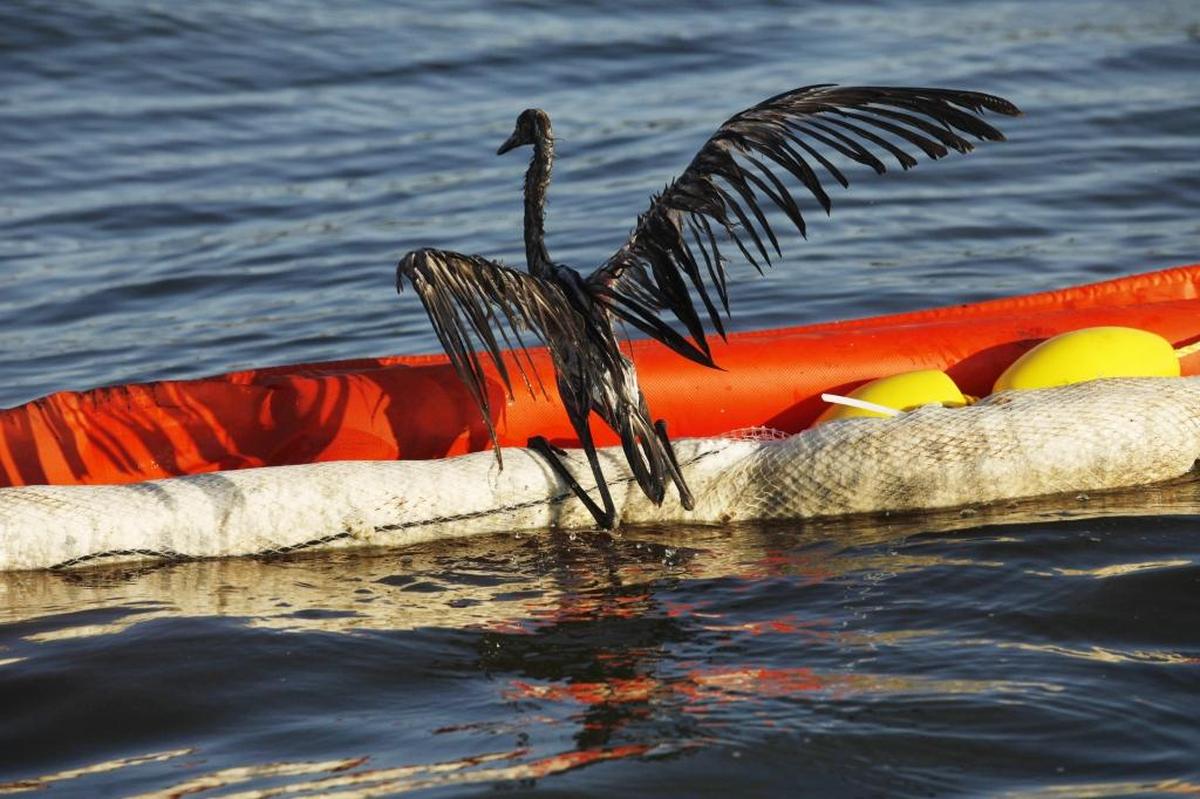 In 2010, the Deepwater Horizon drilling rig exploded, killing 11 and dumping 3 million barrels of oil in the Gulf. Scientists continue to study the effects of oil on wildlife.